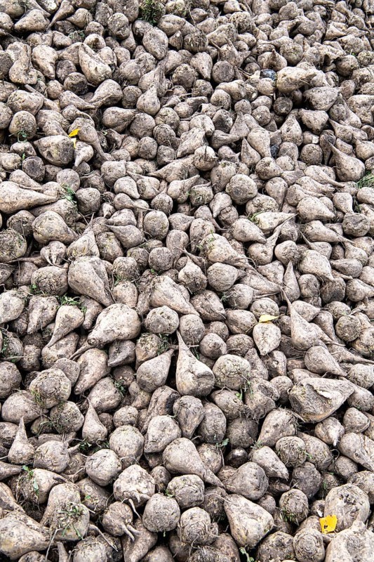 Beet (Beta), beet harvest, heap in close-up, North Rhine-Westphalia, Germany