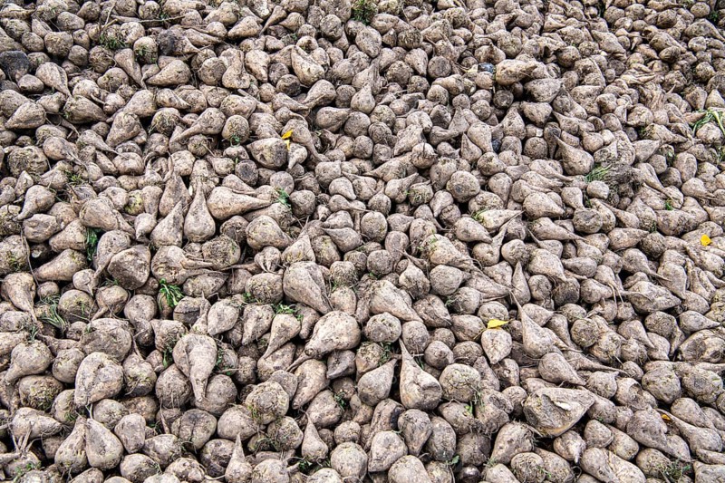 Beet (Beta), beet harvest, heap in close-up, North Rhine-Westphalia, Germany