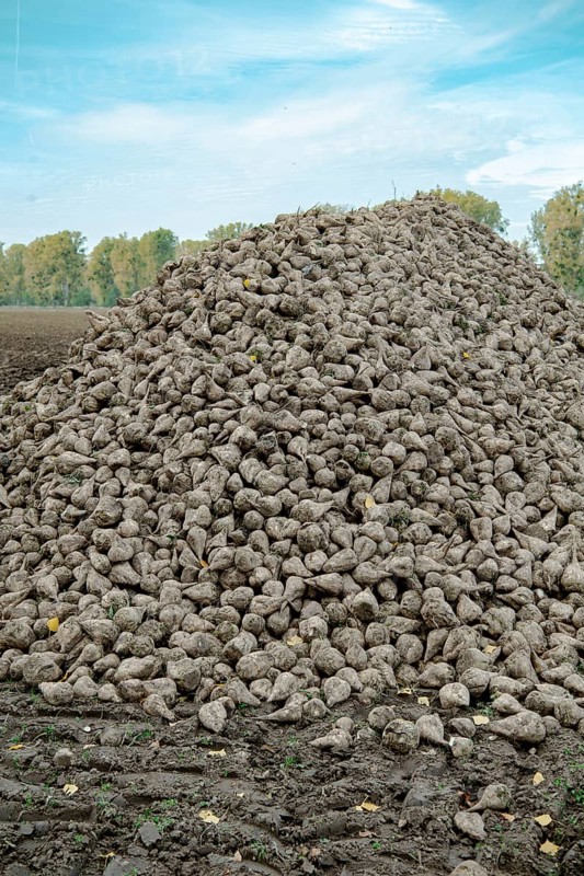 Beet (beta), beet harvest, mountain lying next to the field ready for transport after harvest, North Rhine-Westphalia, Germany