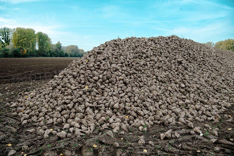 Beet (beta), beet harvest, mountain lying next to the field ready for transport after harvest, North Rhine-Westphalia, Germany