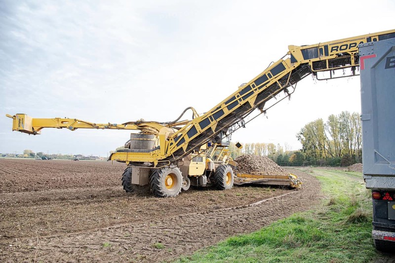 Beet (beta), beet harvest, loading machine loads beet onto lorry via a conveyor belt, North Rhine-Westphalia, Germany