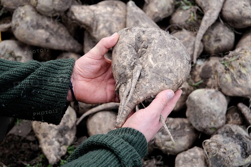 Beet (Beta), beet harvest, after harvest on hand, North Rhine-Westphalia, Germany