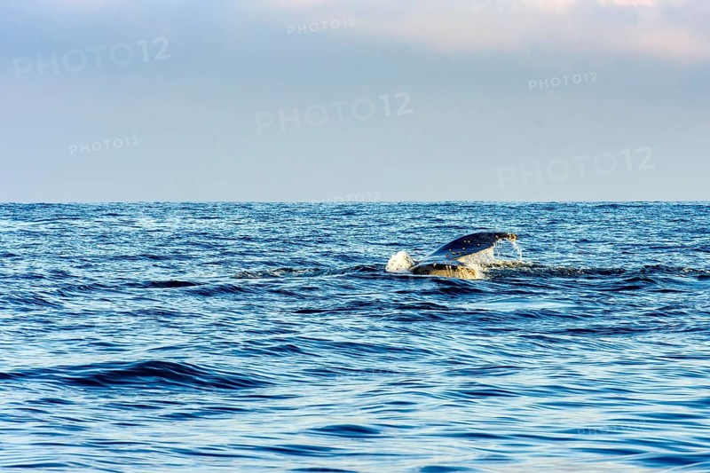 Whale fin emerging from the water during a dive in the waters of Ilhabela, Ilhabela, Sao Paulo, Brazil