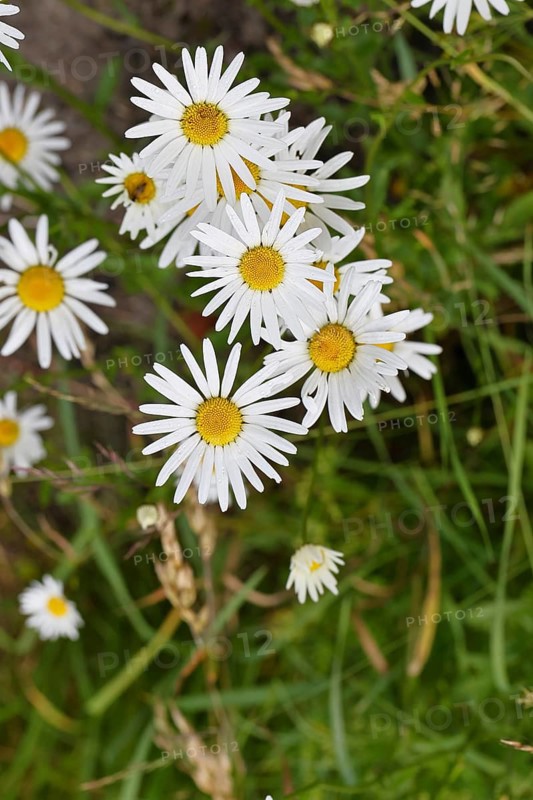 Daisy (Leucanthemum vulgare), several flowers in a meadow, close-up, macro, Wilnsdorf, North Rhine-Westphalia, Germany
