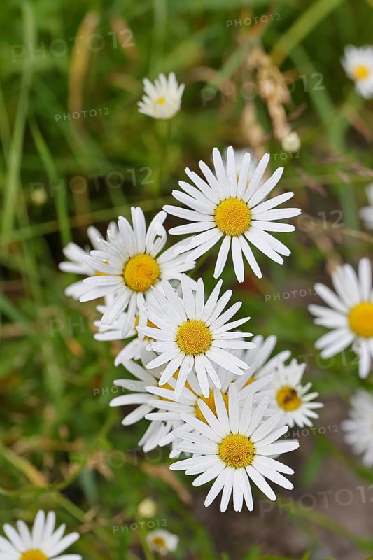 Daisy (Leucanthemum vulgare), several flowers in a meadow, close-up, macro, Wilnsdorf, North Rhine-Westphalia, Germany