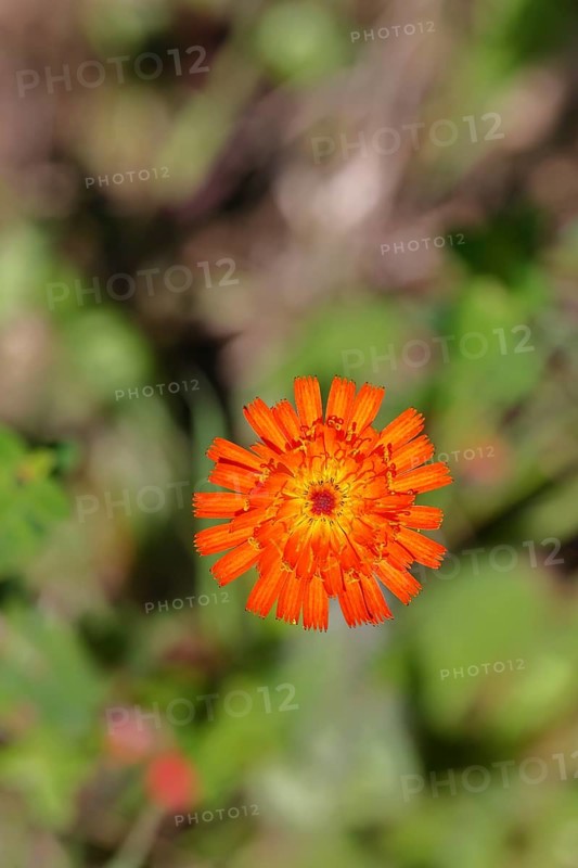 Orange hawkweed, orange-red hawkweed (Hieracium aurantiacum), flower on a rough meadow, Wilnsdorf, North Rhine-Westphalia, Germany
