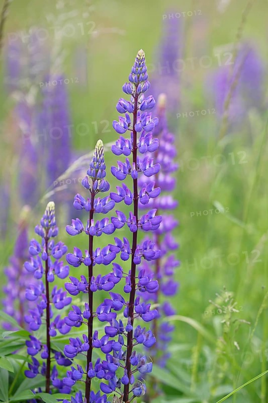 Large-leaved lupin, also known as perennial lupin (Lupinus polyphyllus), blue flower on a wild meadow, Wilnsdorf, North Rhine-Westphalia, Germany