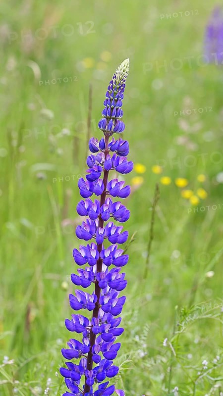 Large-leaved lupin, also known as perennial lupin (Lupinus polyphyllus), blue flower on a wild meadow, Wilnsdorf, North Rhine-Westphalia, Germany