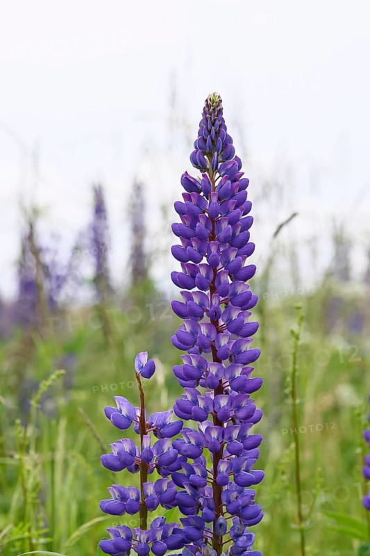 Large-leaved lupin, also known as perennial lupin (Lupinus polyphyllus), blue flower on a wild meadow, Wilnsdorf, North Rhine-Westphalia, Germany