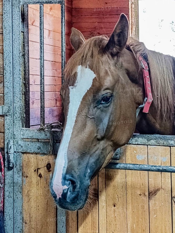 Light bay horse standing in stall, close-up
