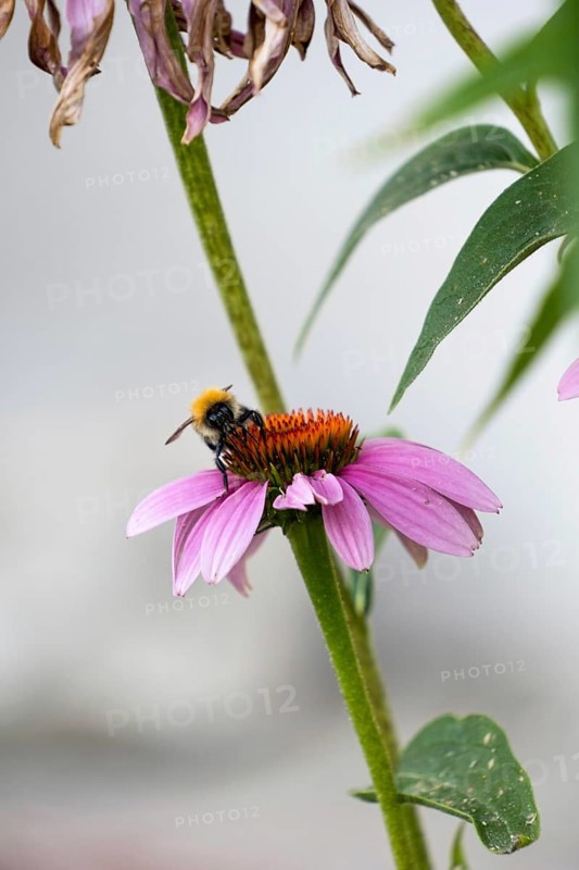 A bee sits on a flower of Echinacea purpurea