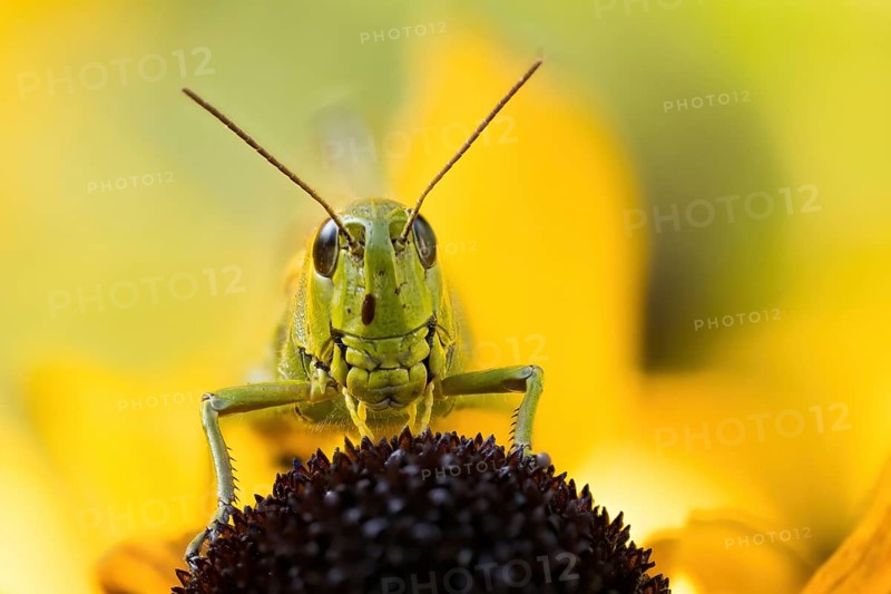 Marsh grasshopper (Stethophyma grossum) sitting on a yellow flower, yellow coneflower (Echinacea paradoxam), photographed in macro format, with blurred background, Hesse, Germany