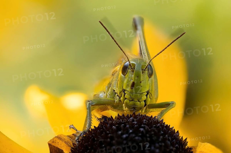 Close-up of a marsh grasshopper (Stethophyma grossum) on a yellow flower, yellow coneflower (Echinacea paradoxa), with blurred background, Hesse, Germany