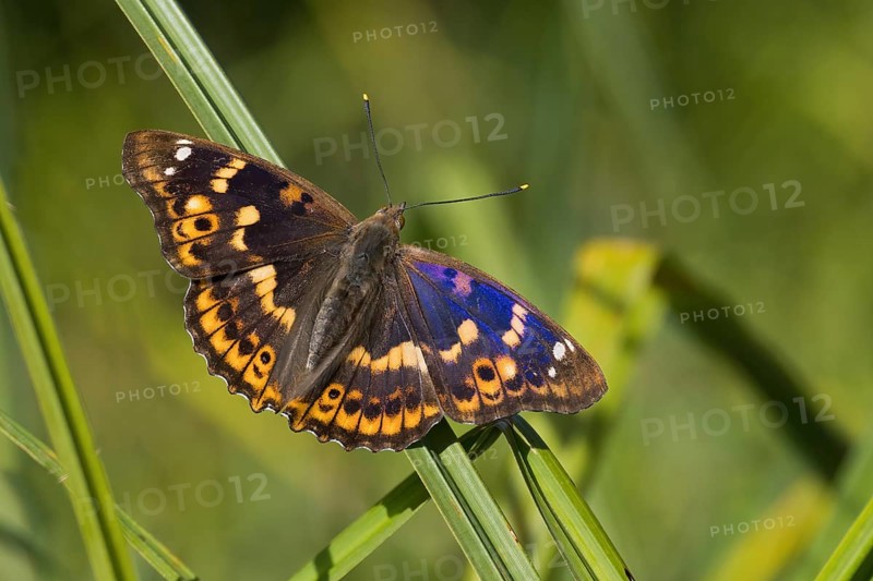 A Lesser purple emperor (Apatura lilia) with spread wings sitting on a reed, surrounded by natural background, Hesse, Germany