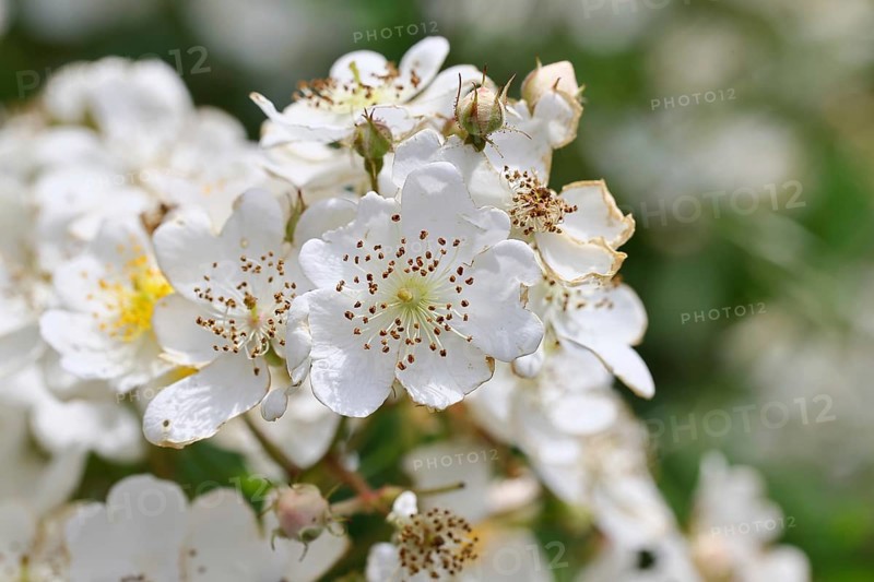 Bibernell rose (Rosa spinosissima L., syn.: Rosa pimpinellifolia L.), also called dune rose, earth rose, field rose, oat rose, prickly rose, spiky rose and rock rose, is one of the oldest wild rose species, dog rose, flowers on a bush, Wilnsdorf, North Rhine-Westphalia, Germany