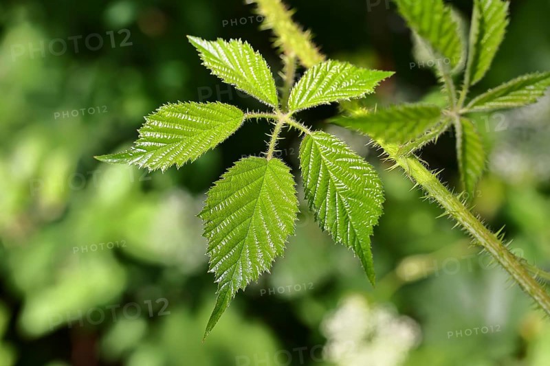 Blackberries (Rubus sectio Rubus), leaves and thorns on a vine, close-up, Wilnsdorf, North Rhine-Westphalia, Germany