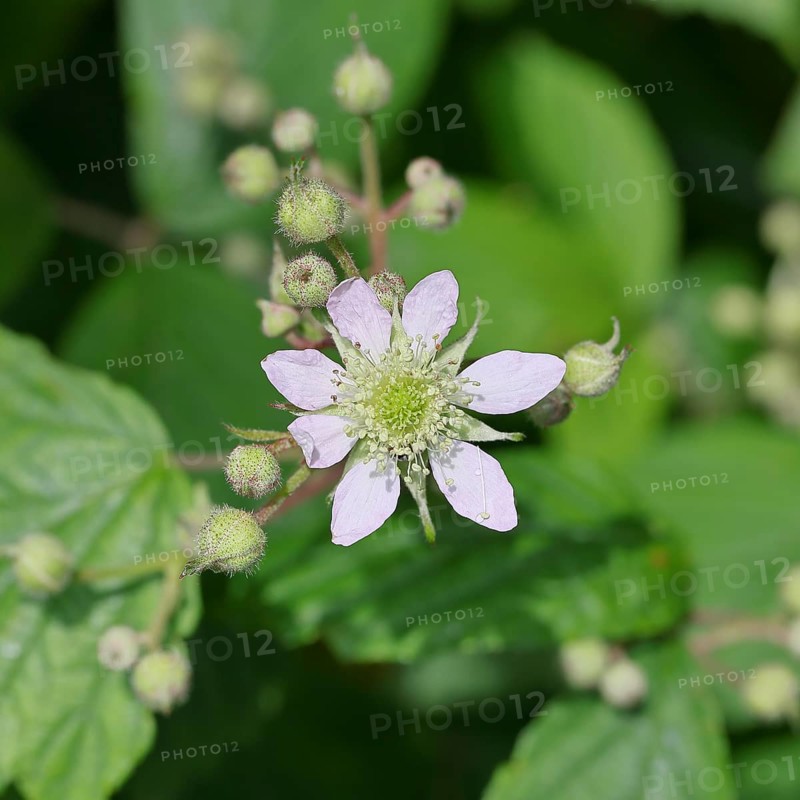Blackberries (Rubus sectio Rubus), blossom on the bush, close-up, Wilnsdorf, North Rhine-Westphalia, Germany