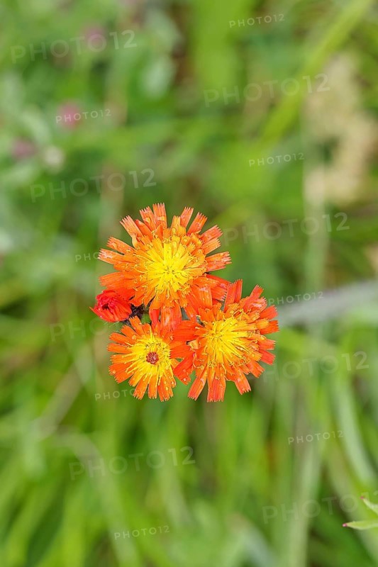 Orange hawkweed, orange-red hawkweed (Hieracium aurantiacum), flower on a rough meadow, Wilnsdorf, North Rhine-Westphalia, Germany