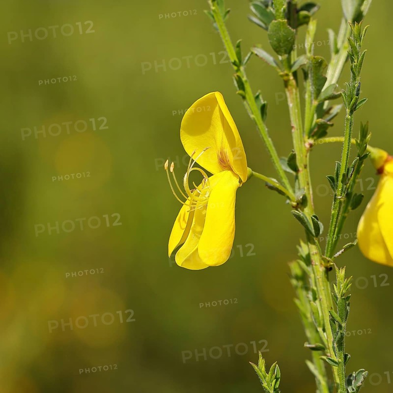 Gorse, common broom (Cytisus scoparius), yellow flower, close-up, Wilnsdorf, North Rhine-Westphalia, Germany
