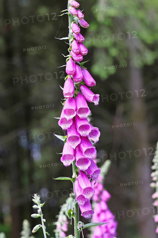 Common foxglove (Digitalis purpurea), flowers, close-up, from the plantain family, highly toxic, deadly poisonous plant, Wilnsdorf, North Rhine-Westphalia, Germany