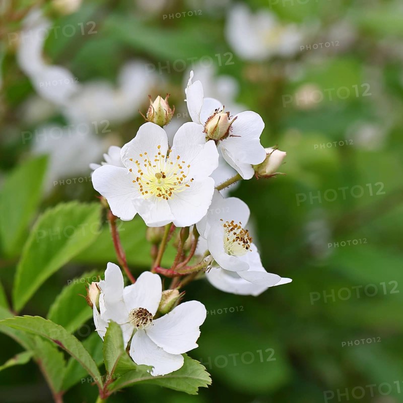 Bibernell rose (Rosa spinosissima L., syn.: Rosa pimpinellifolia L.), also called dune rose, earth rose, field rose, oat rose, prickly rose, spiky rose and rock rose, is one of the oldest wild rose species, dog rose, flowers on a bush, Wilnsdorf, North Rhine-Westphalia, Germany