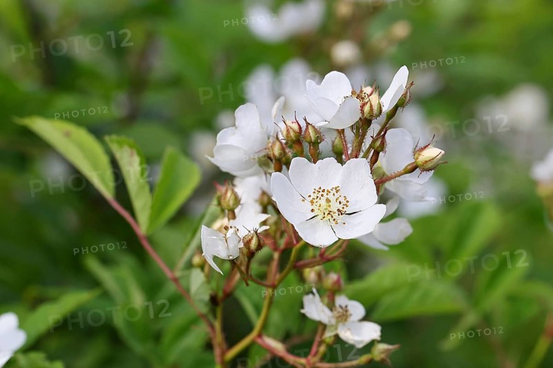 Bibernell rose (Rosa spinosissima L., syn.: Rosa pimpinellifolia L.), also called dune rose, earth rose, field rose, oat rose, prickly rose, spiky rose and rock rose, is one of the oldest wild rose species, dog rose, flowers on a bush, Wilnsdorf, North Rhine-Westphalia, Germany