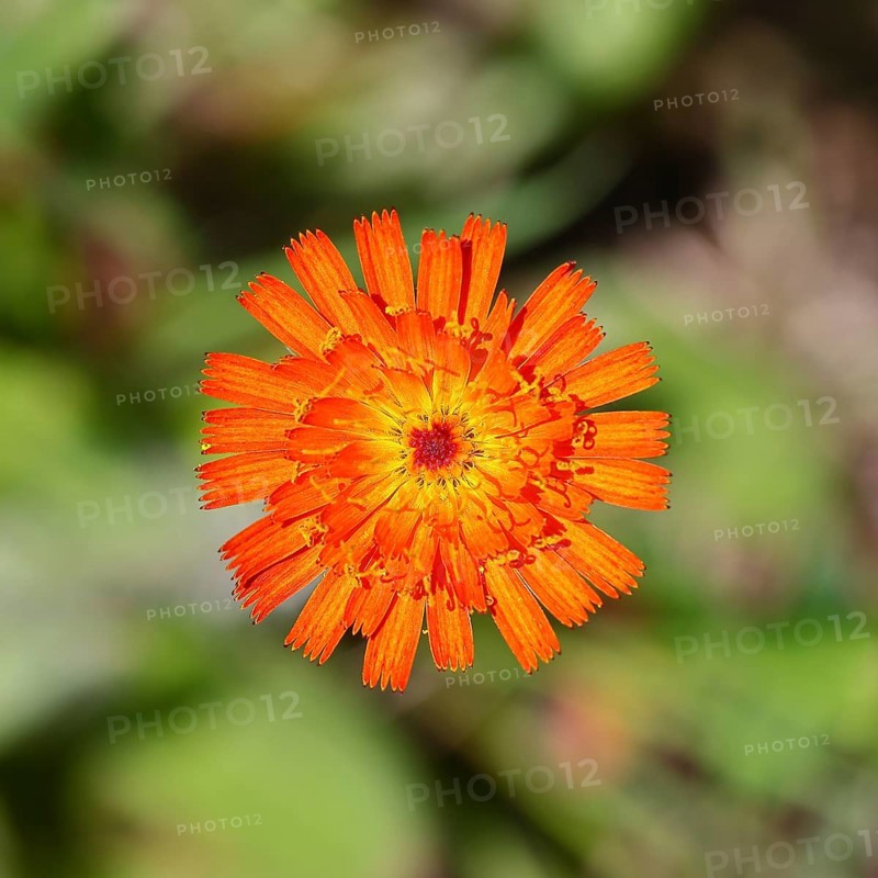 Orange hawkweed, orange-red hawkweed (Hieracium aurantiacum), flower on a rough meadow, Wilnsdorf, North Rhine-Westphalia, Germany