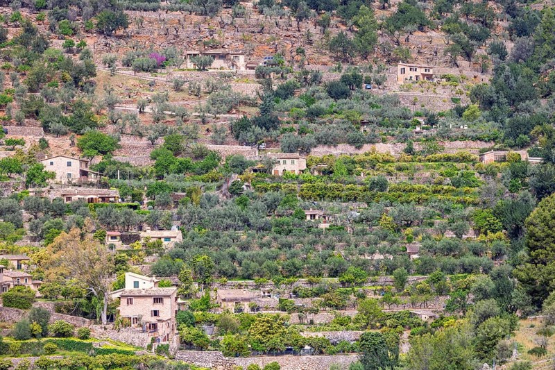 View at farms with lush green orchards on terraces on a mountain slope, Mallorca, Spain