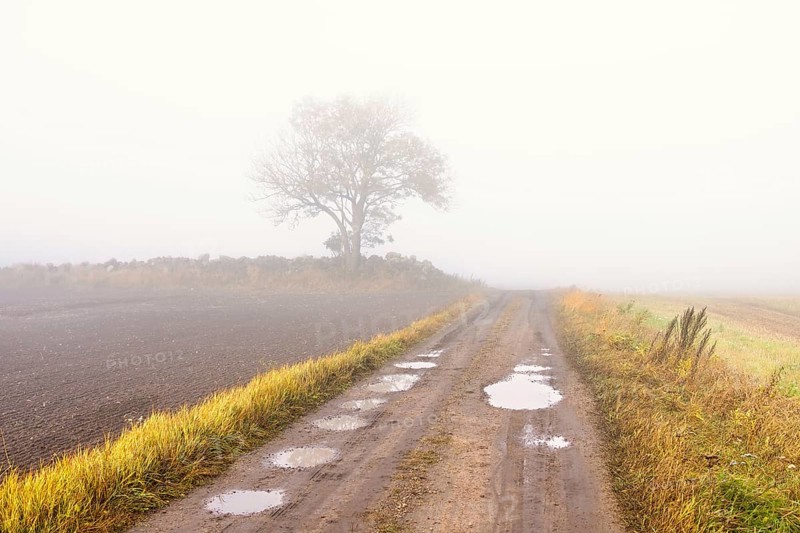 Gravel road with potholes a misty autumn morning with a single tree in the countryside