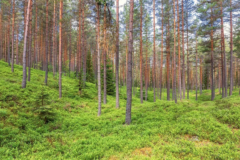 Landscape view of a pine forest with green blueberry bushes on the ground on a summer day, Sweden