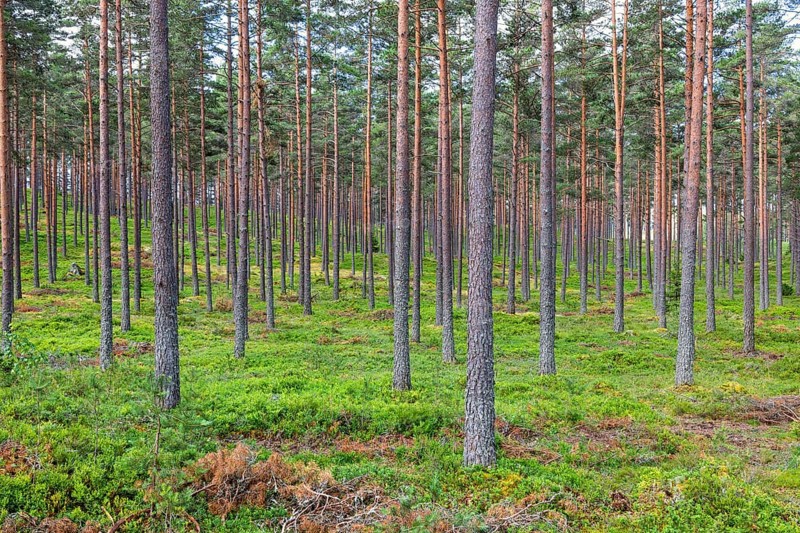 Landscape view of a straight tree trunks in a pine forest with green blueberry bushes on the ground in summer
