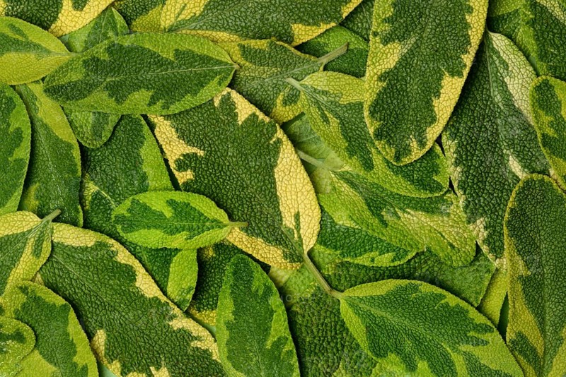 Bicoloured sage, Salvia officinalis, variegated garden sage