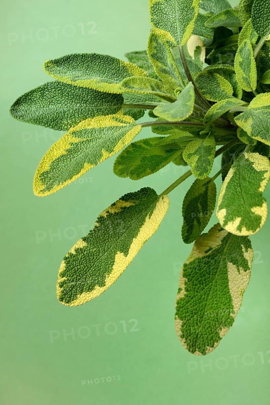 Bicoloured sage, Salvia officinalis, variegated garden sage