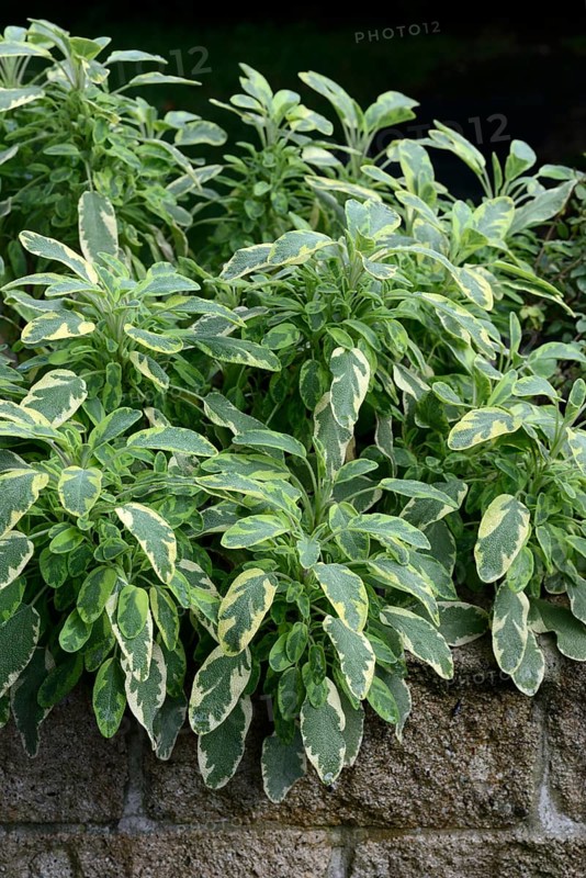 Bicoloured sage, Salvia officinalis, variegated garden sage