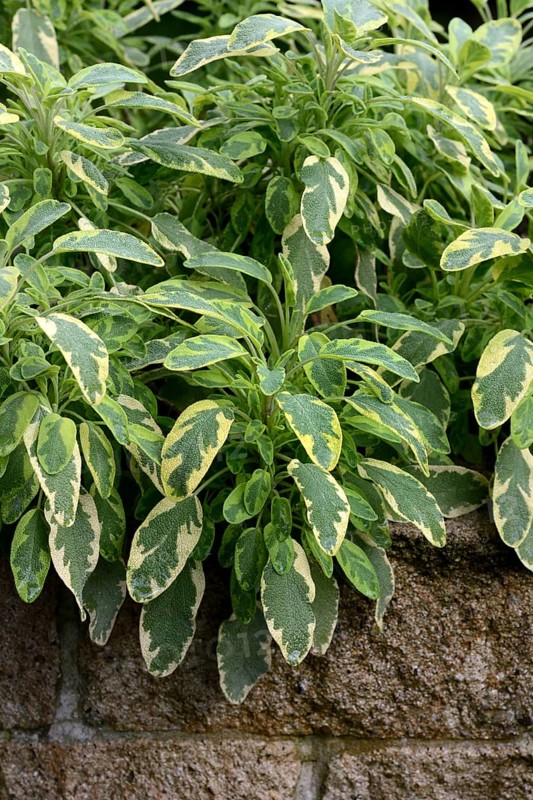 Bicoloured sage, Salvia officinalis, variegated garden sage