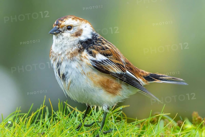 Snow bunting (Plectrophenax nivalis) sitting in a meadow, Grimsey Island, Iceland
