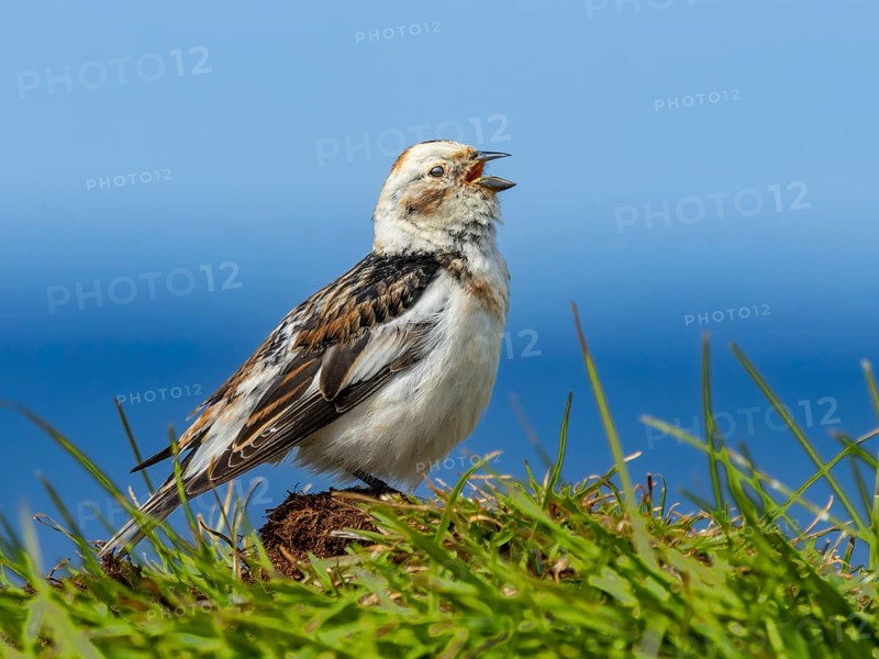 Snow bunting (Plectrophenax nivalis) on its singing platform, Grimsey Island, Iceland