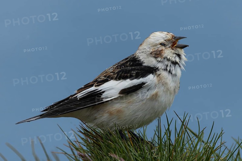 Snow bunting (Plectrophenax nivalis) singing on a grass-covered rock, Grimsey Island, Iceland