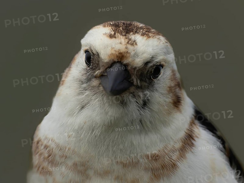 Snow bunting (Plectrophenax nivalis) frontal view of the head, Grimsey Island, Iceland