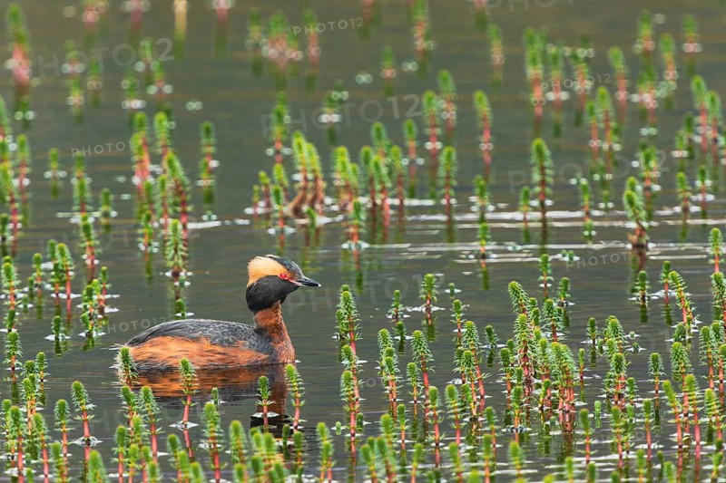 Slavonian grebe (Podiceps auritus) swimming in a pond overgrown with aquatic plants, Grimsey Island, Iceland