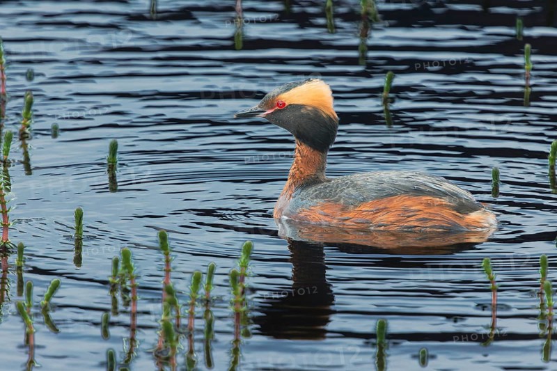 Slavonian grebe (Podiceps auritus) swimming in a pond, Grimsey Island, Iceland