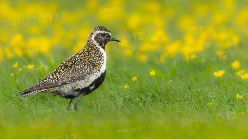 Golden plover (Pluvialis apricaria) breeds on wet meadows, Grimsey Island, Iceland
