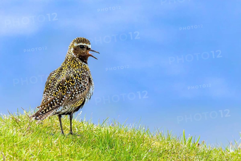 Golden plover (Pluvialis apricaria) singing in a meadow, Grimsey Island, Iceland