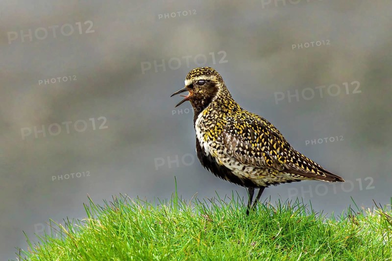 Golden plover (Pluvialis apricaria) singing in its habitat, Grimsey Island, Iceland