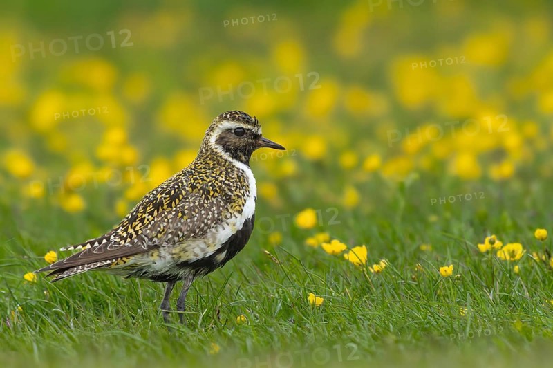 Golden plover (Pluvialis apricaria) in a flower meadow, Grimsey Island, Iceland