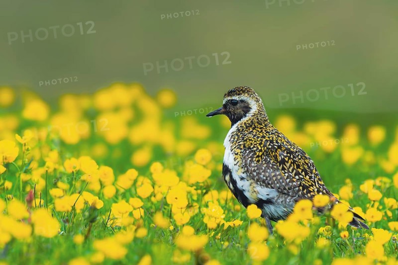 Golden plover (Pluvialis apricaria) foraging in a flower meadow, Grimsey Island, Iceland