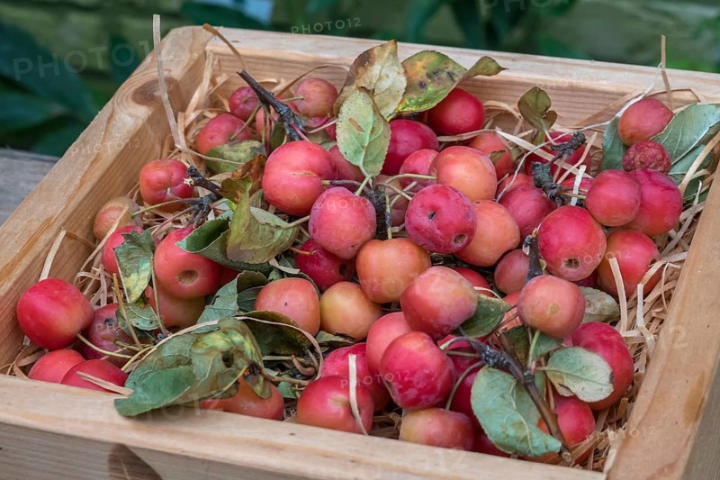 Ornamental apple (Malus spec.), fruit in a wooden box, North Rhine-Westphalia, Germany