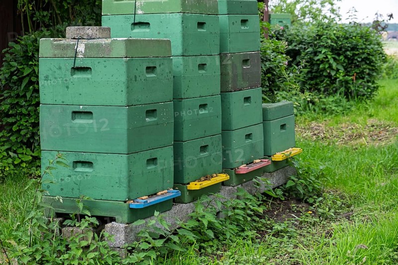 Beehives in a meadow, North Rhine-Westphalia, Germany