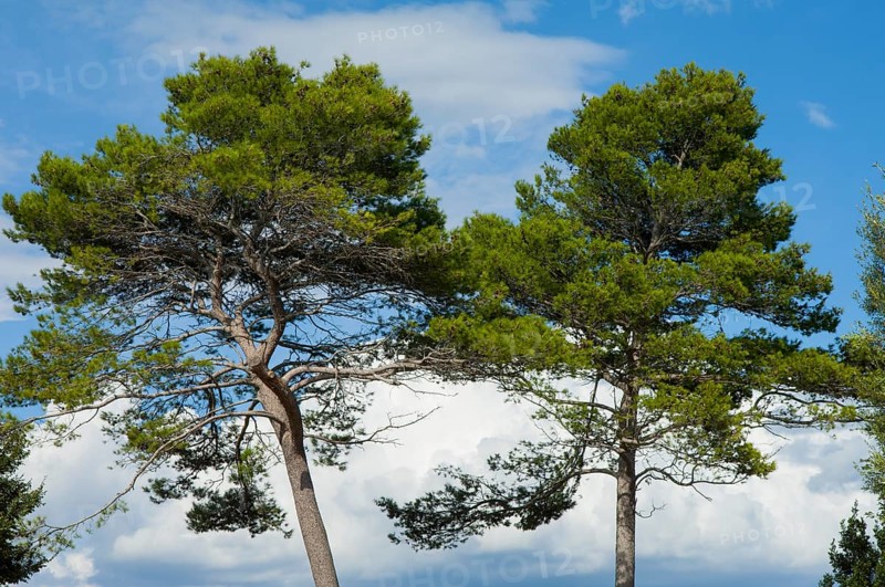 2 Pine trees (Pinus pinea) in front of a blue sky