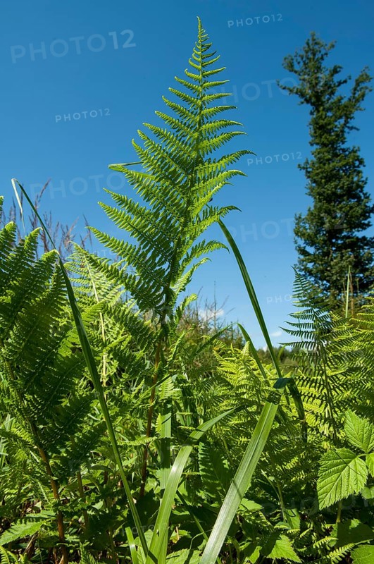 Lady fern, common lady fern, common wood fern, lady fern (Athyrium filix-femina)